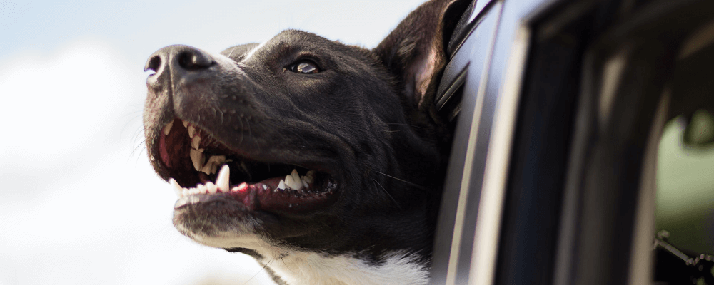 Hundegeruch aus dem Auto entfernen